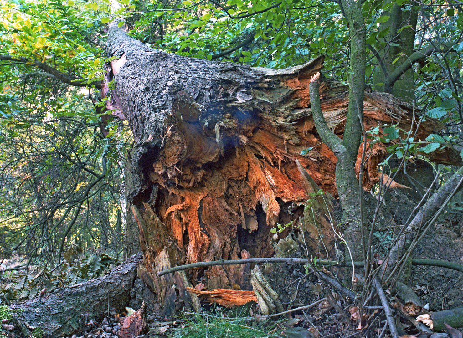 nach dem Sturm