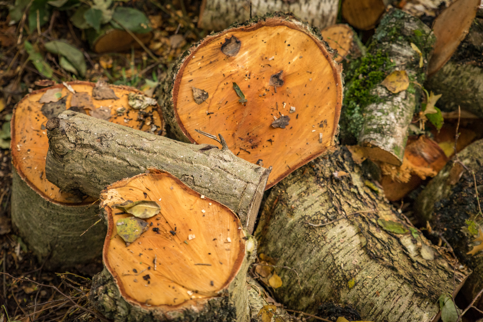 nach dem Sturm ...