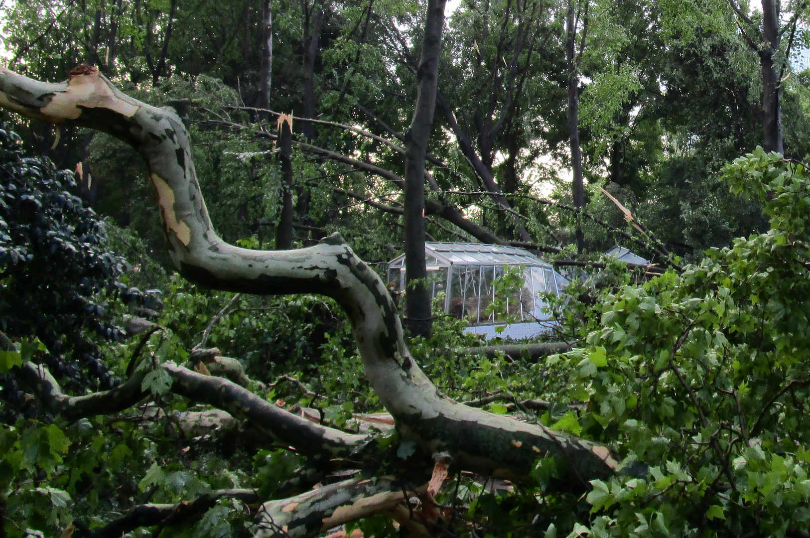 Nach dem Sturm im Hofgarten Düsseldorf