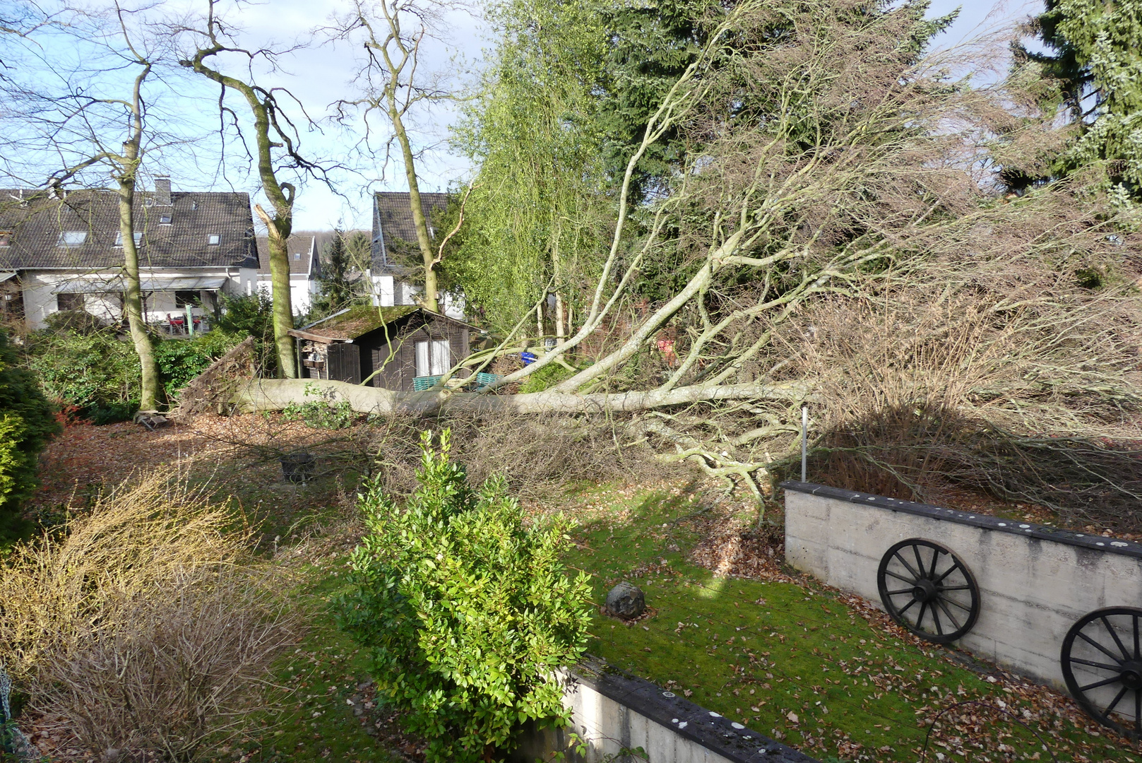 Nach dem Sturm in Nachbar's Garten (1)...