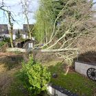 Nach dem Sturm in Nachbar's Garten (1)...