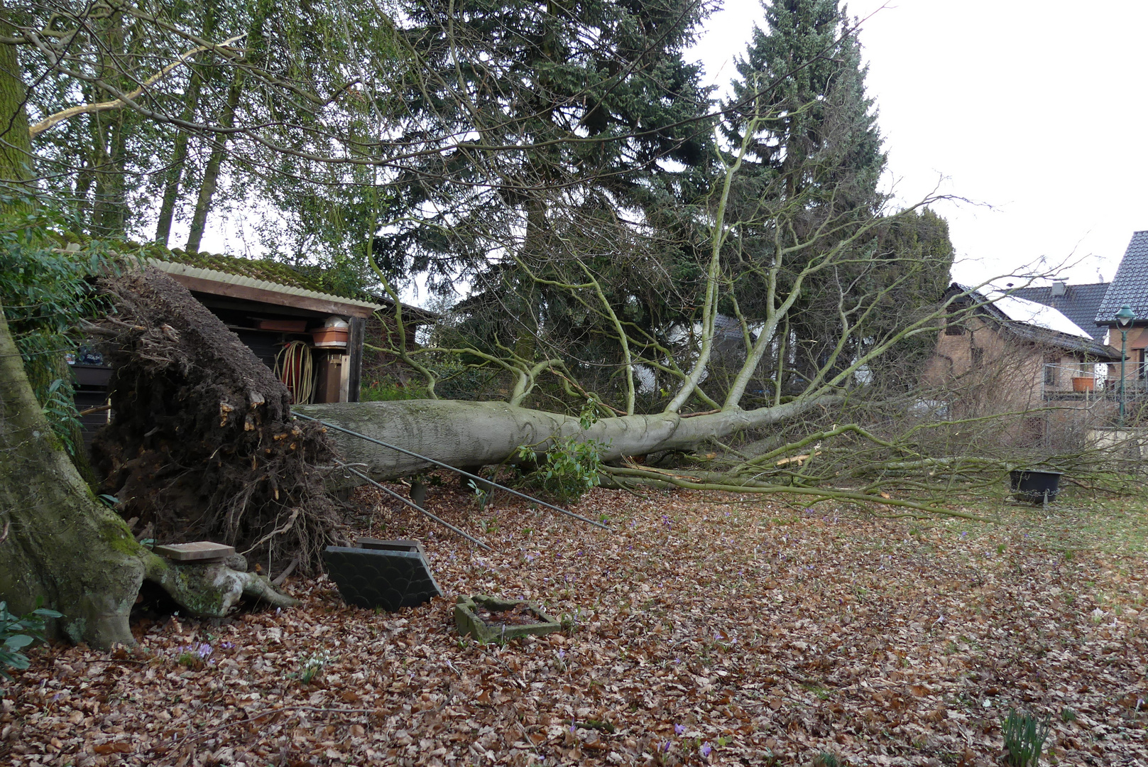 Nach dem Sturm in Nachbars Garten (2) ...