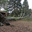 Nach dem Sturm in Nachbars Garten (2) ...