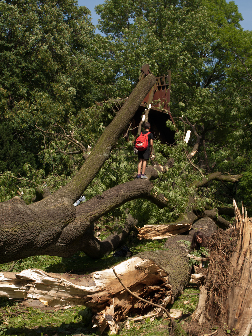 Nach dem Sturm vom 09.06.2014