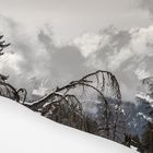 Nach dem Sturm_Heinz Schaub