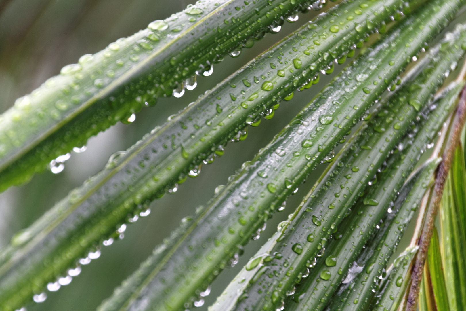 Nach dem subtropischen Regen...