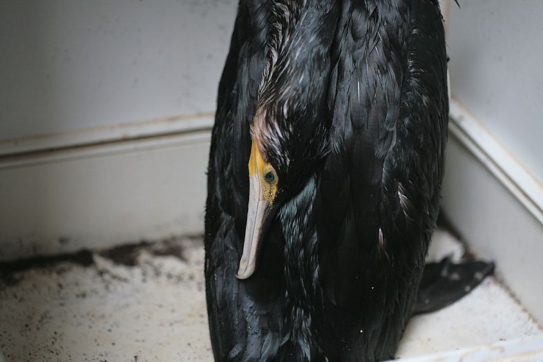 Nach dem Tankerunfall erstes geborgenes Oelopfer