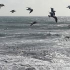 Nach dem Tempête ist vor dem Tempête