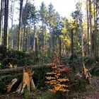 Nach dem Tornado in Dreba