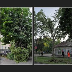 Nach dem Unwetter über Düsseldorf VI