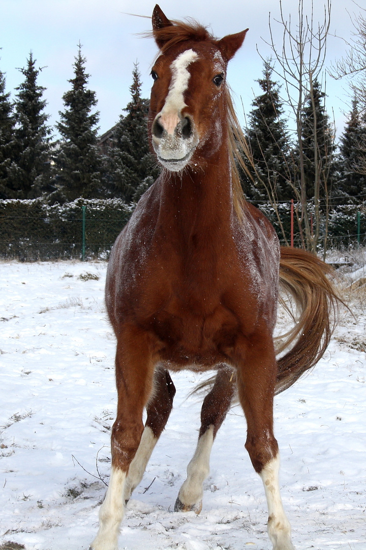 nach dem Wälzen im Schnee :-)