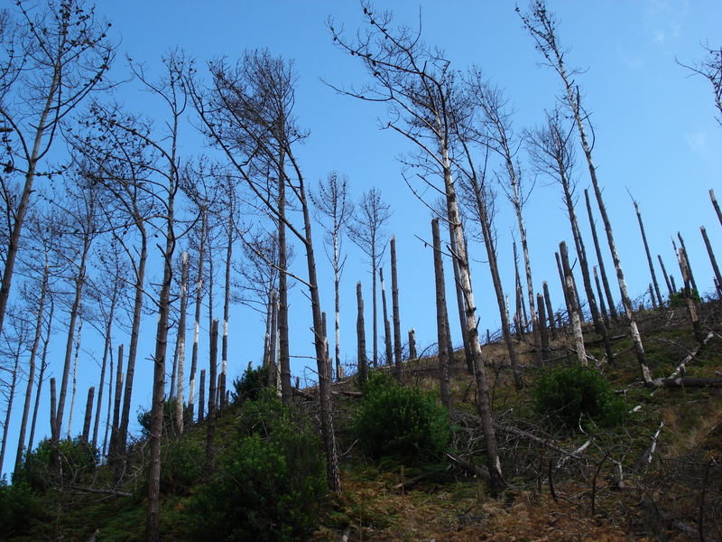 nach dem Waldbrand