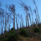 nach dem Waldbrand