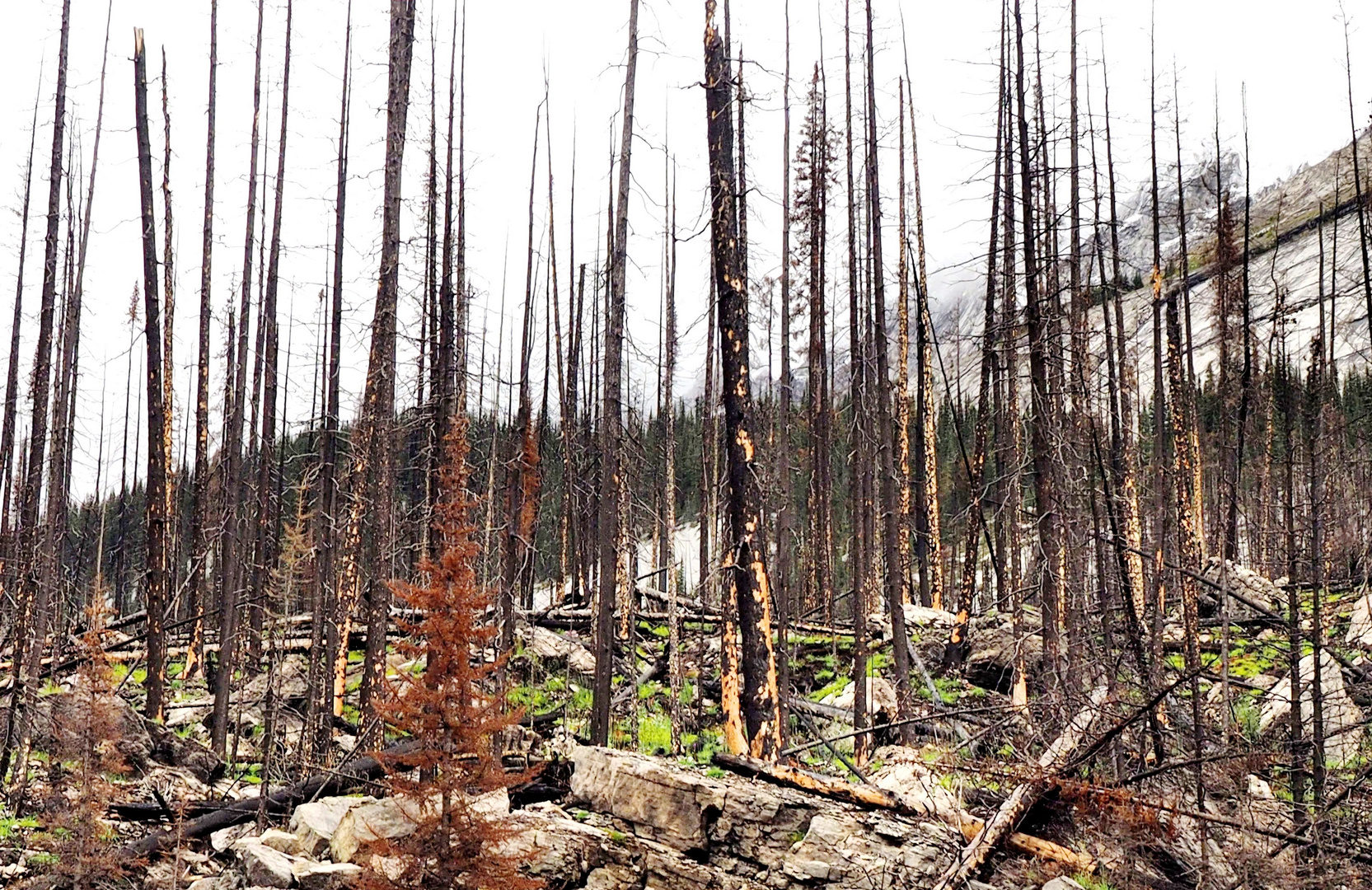 Nach dem Waldbrand