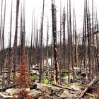 Nach dem Waldbrand