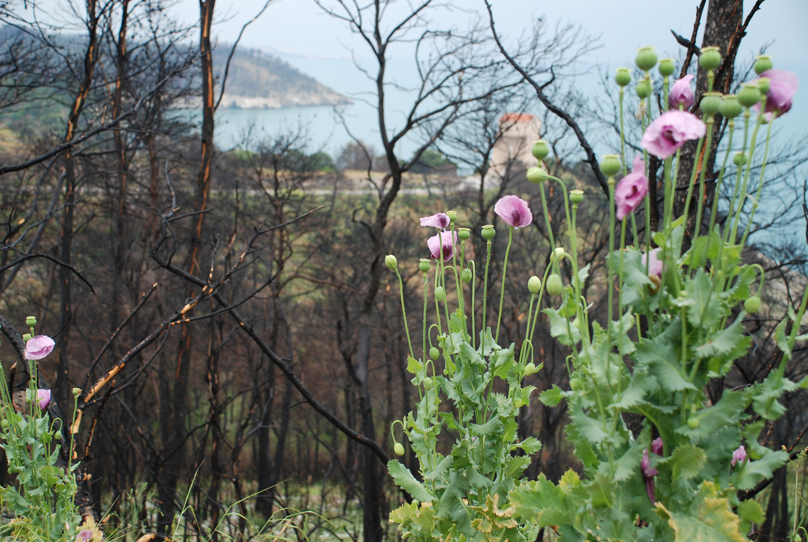 Nach dem Waldbrand ...