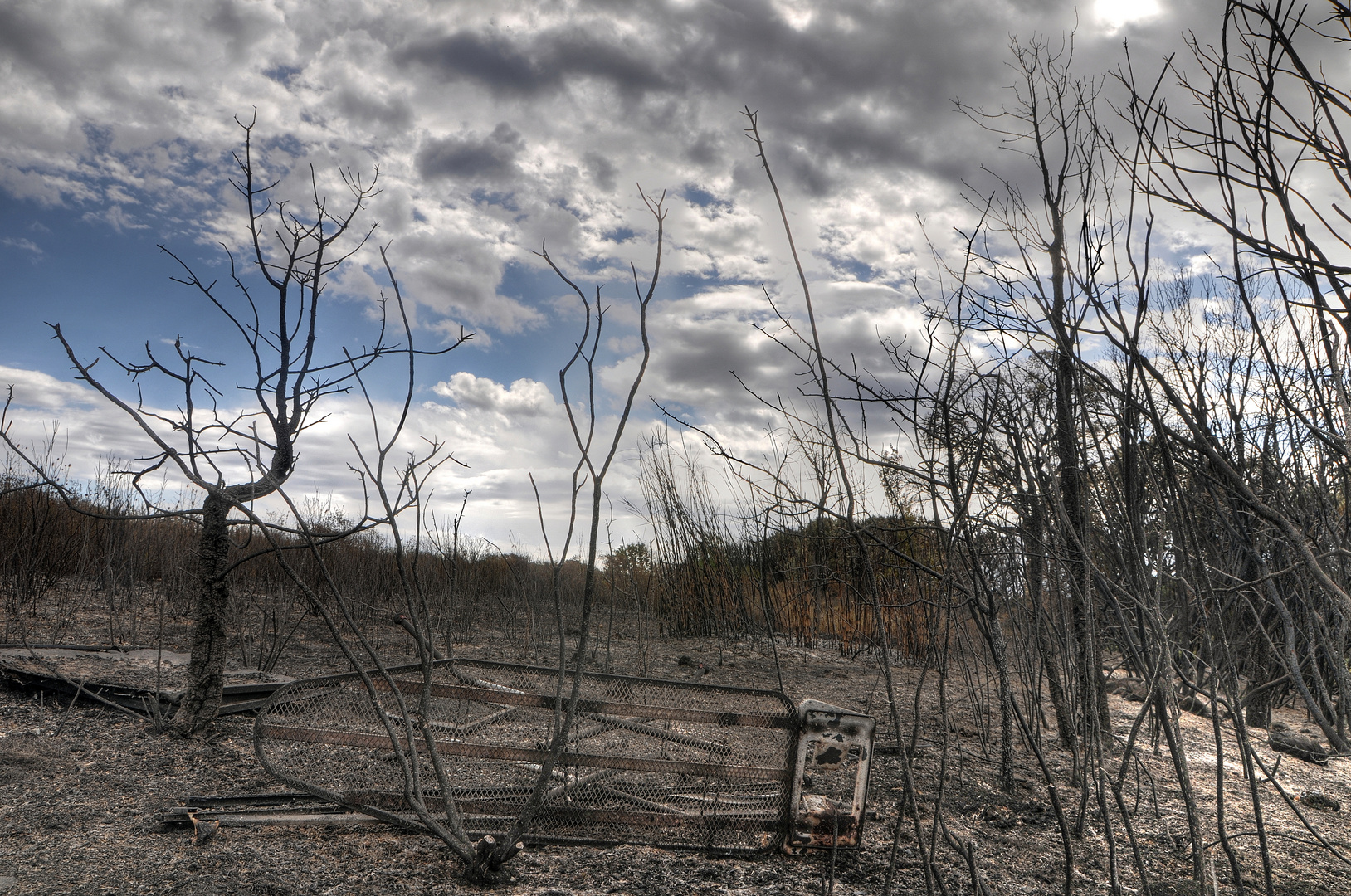 Nach dem Waldbrand