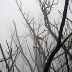 Nach dem Waldbrand