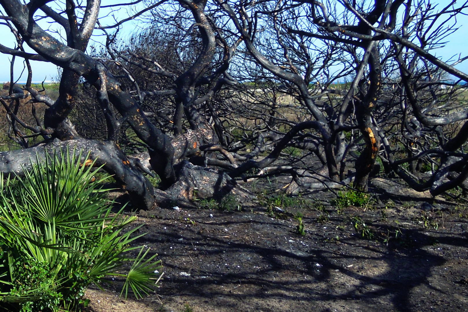 nach dem Waldbrand...