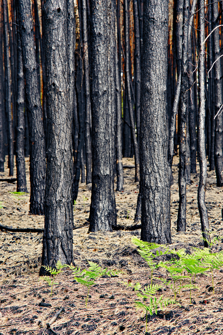 Nach dem Waldbrand