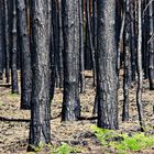 Nach dem Waldbrand