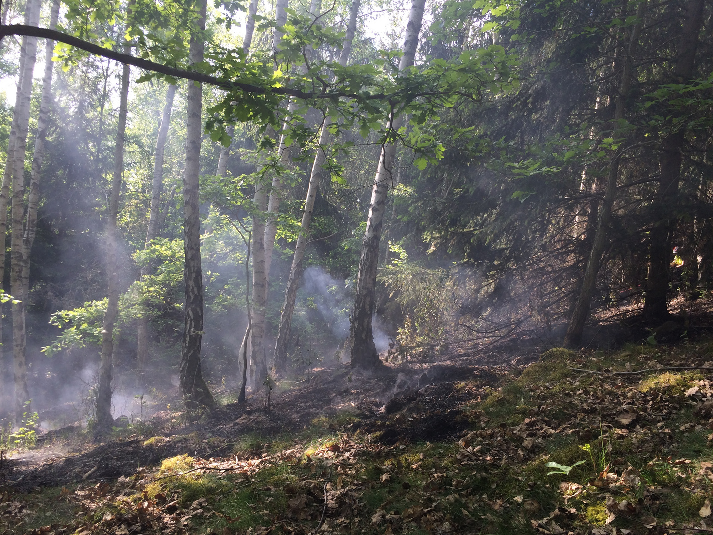 Nach dem Waldbrand