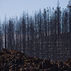 nach dem Waldbrand auf Teneriffa