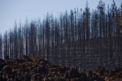 nach dem Waldbrand auf Teneriffa