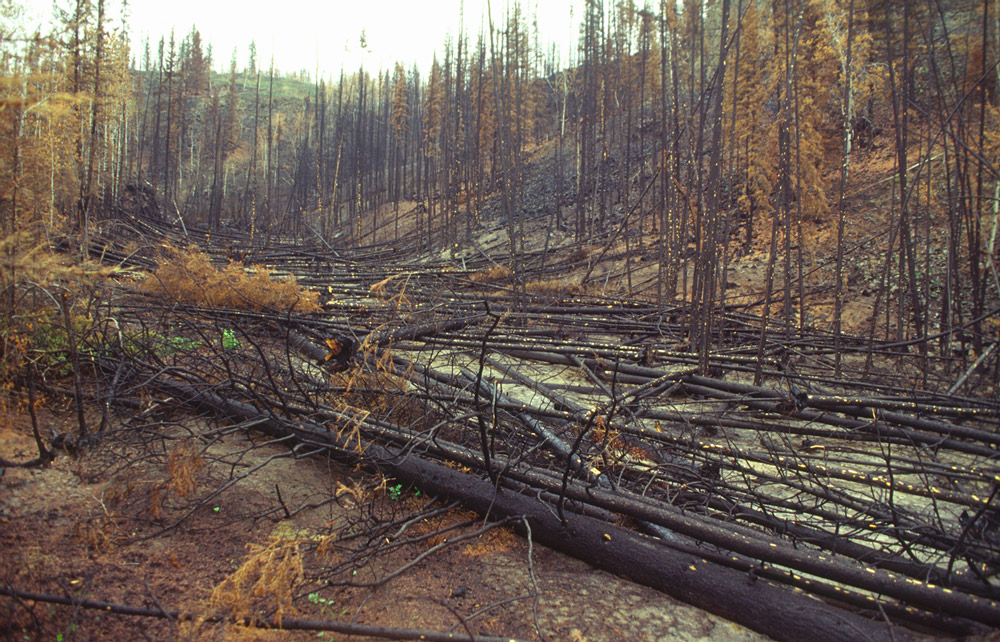 Nach dem Waldbrand