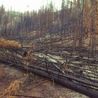 Nach dem Waldbrand