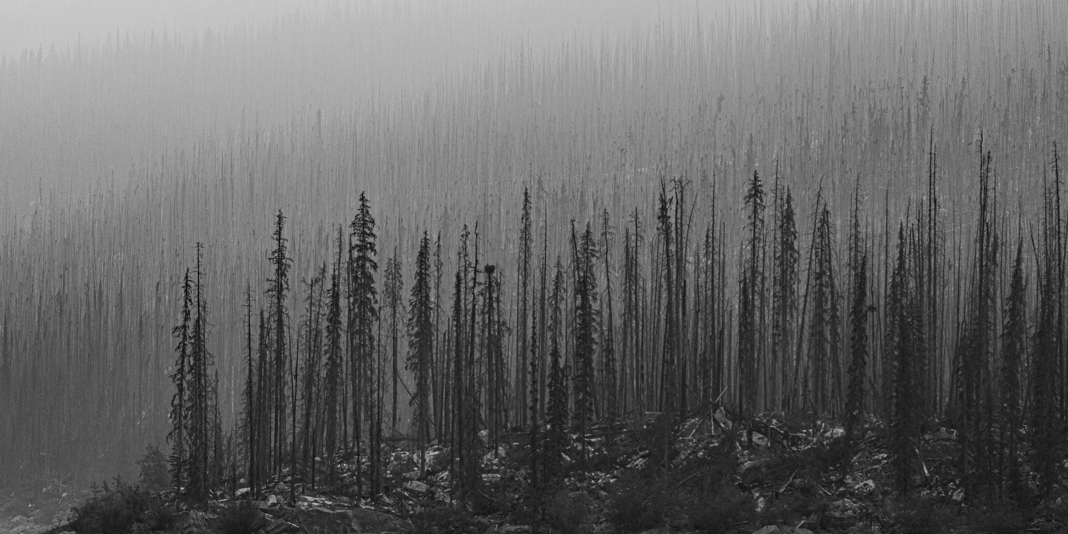 Nach dem Waldbrand