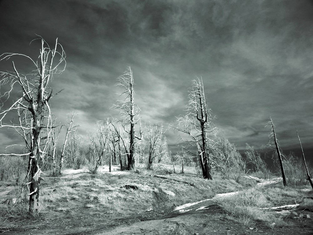 Nach dem Waldbrand