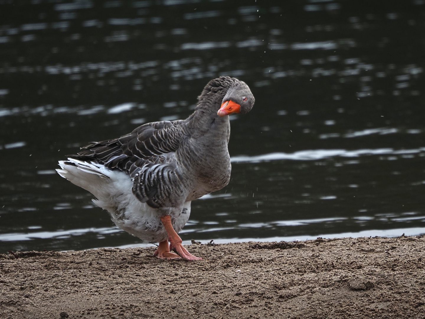 nach dem Waschen...