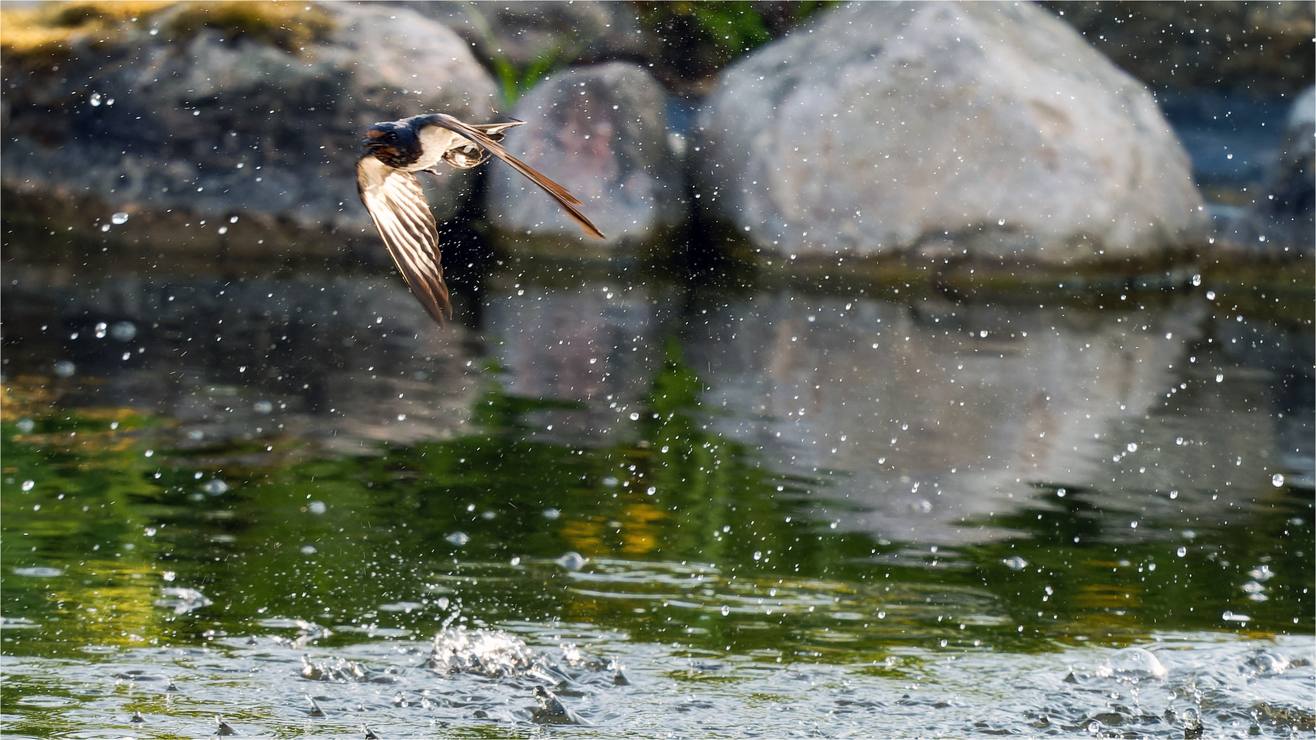 nach dem Wasser-Dipp  .....