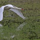 nach dem Wasserstart des Höckerschwanes