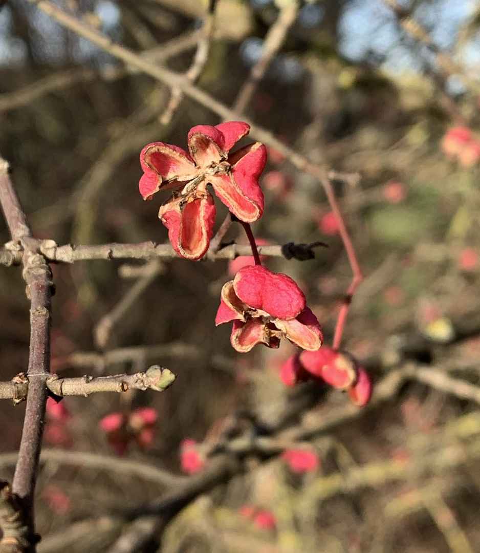 Nach dem Wintereinbruch