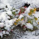 Nach dem zweimaligen späten Aprilschnee und...