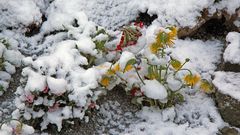 Nach dem zweimaligen späten Aprilschnee und...