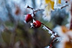 Nach den ersten Frostnächten