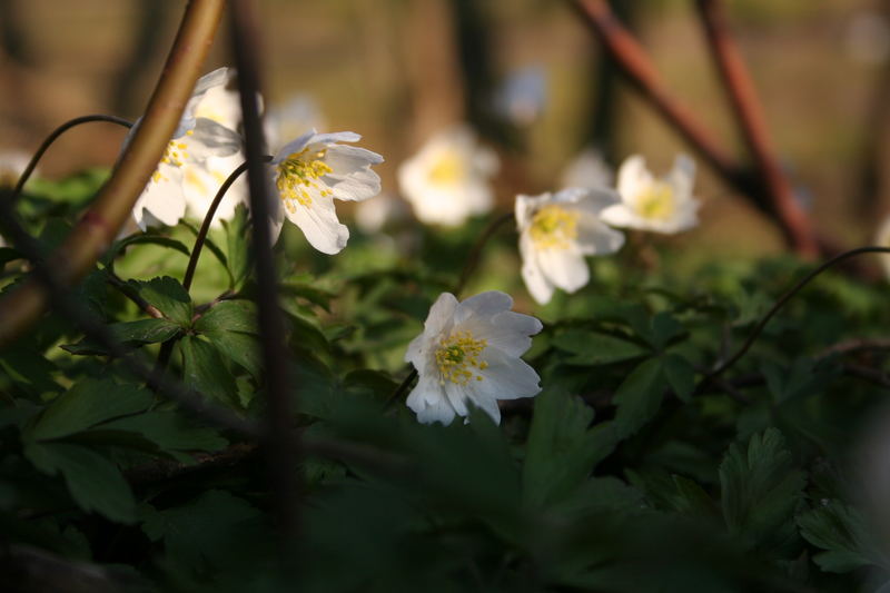 nach den ersten Sonnenstrahlen