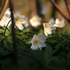 nach den ersten Sonnenstrahlen