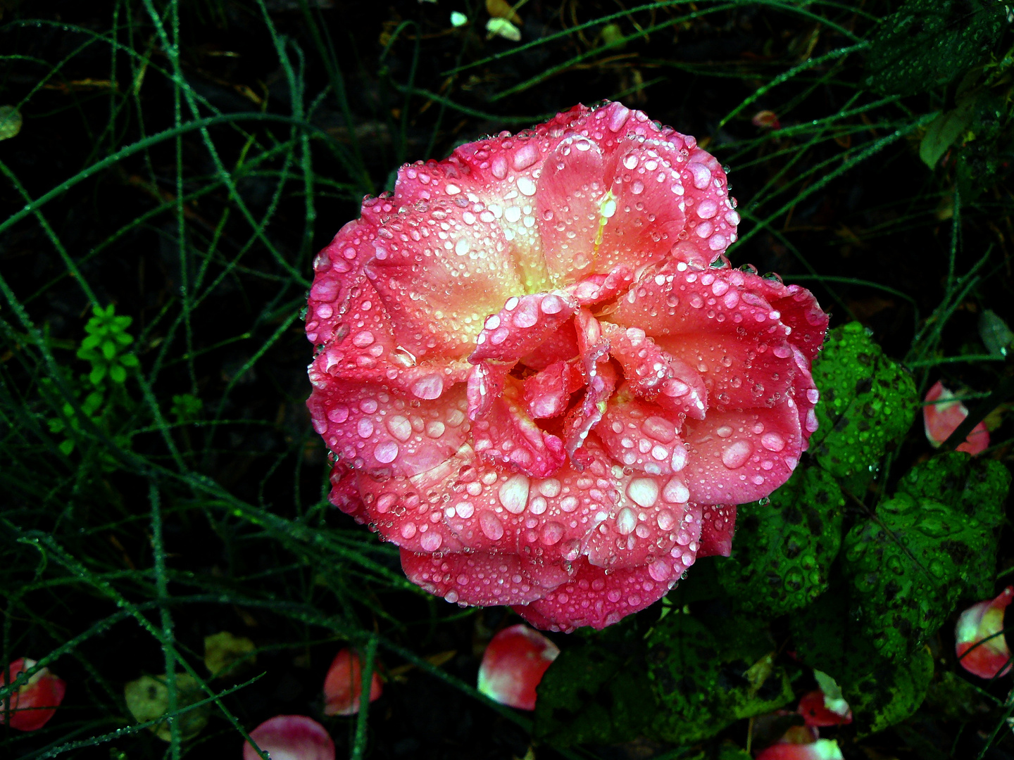 nach den großen Regen