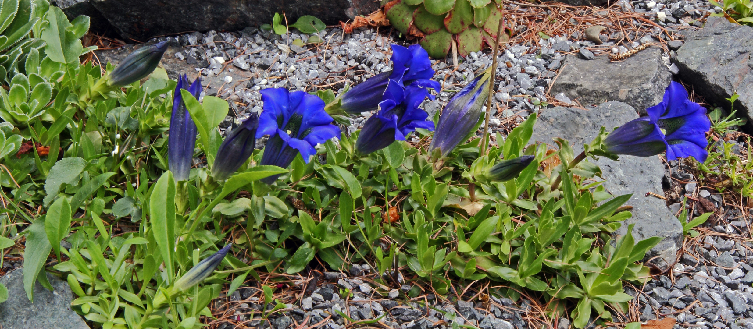 Nach den kalten Nächten mit Boden-und teilweise Luftfrost hat Gentiana acaulis...