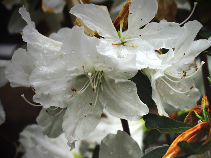 Nach den Regen von Wilfried Ness