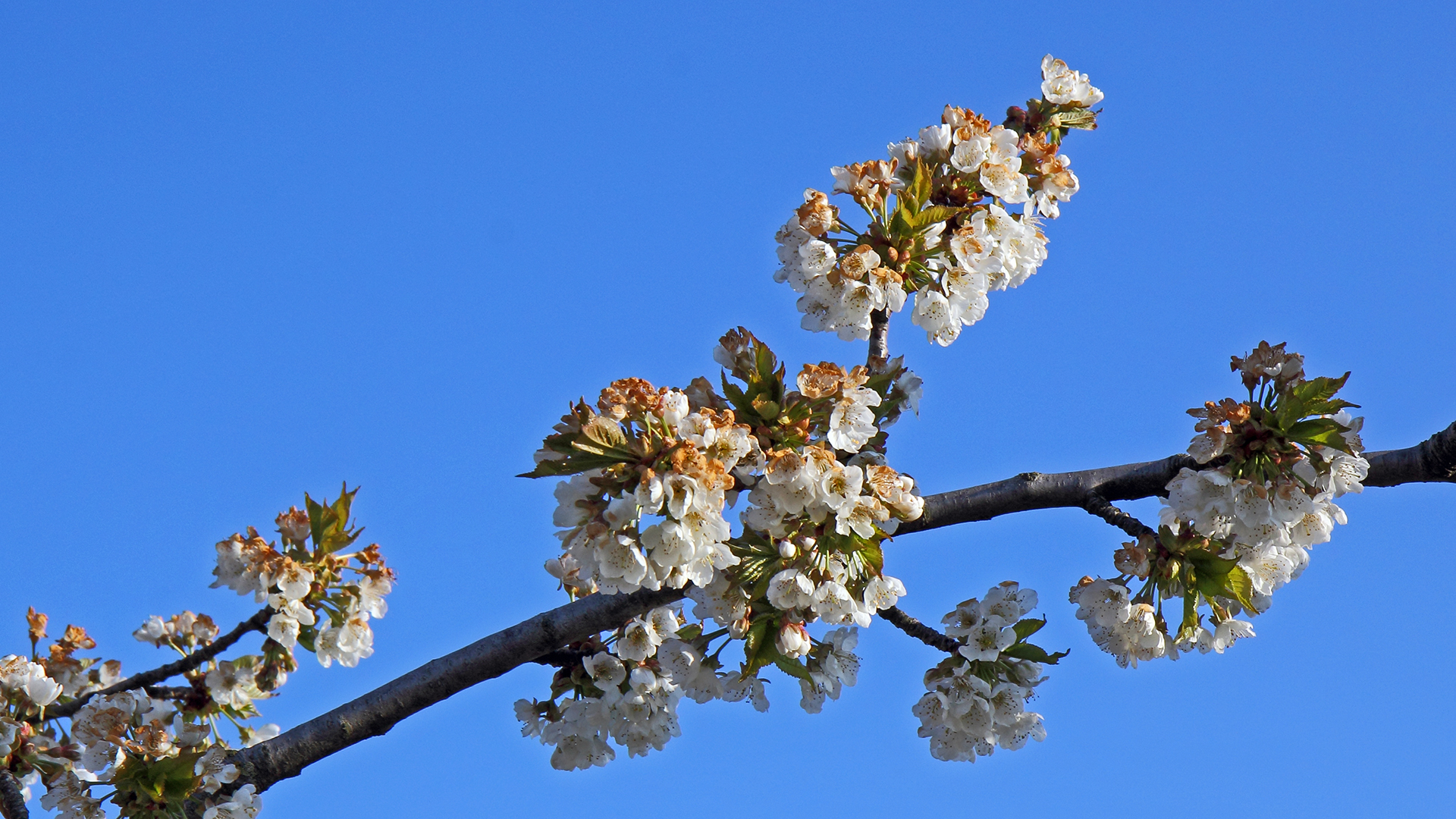 Nach den tiefen Temperaturen 6 Tage später vom gleichen Baum