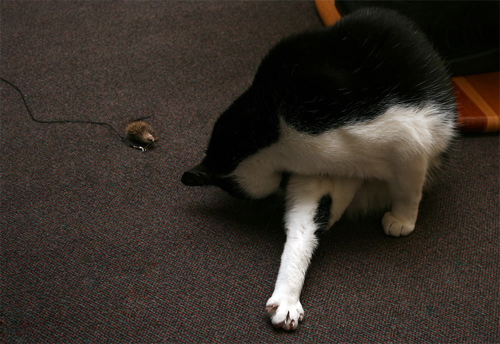 Nach der anstrengenden Mäusejagd ist Katzenwäsche Pflicht! :)