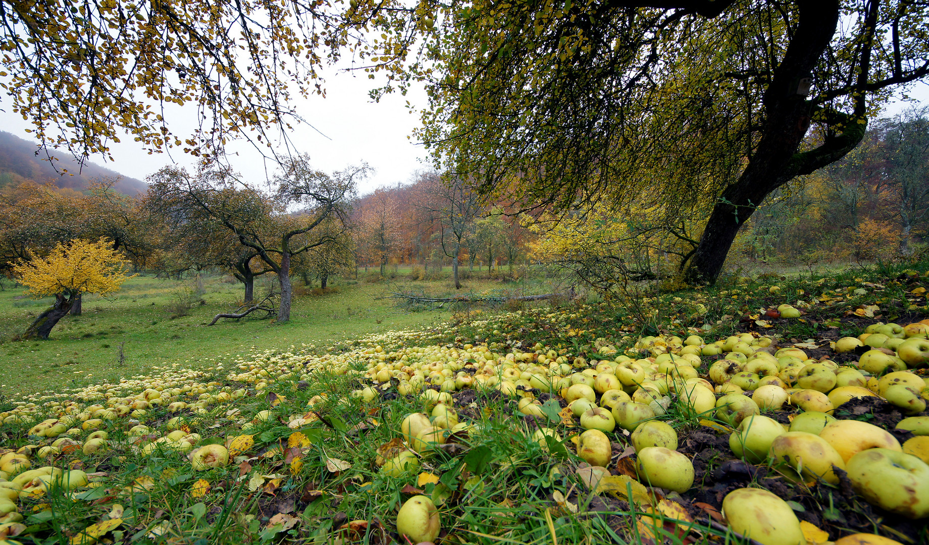 Nach der Apfelernte