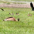 nach der Beutejagd