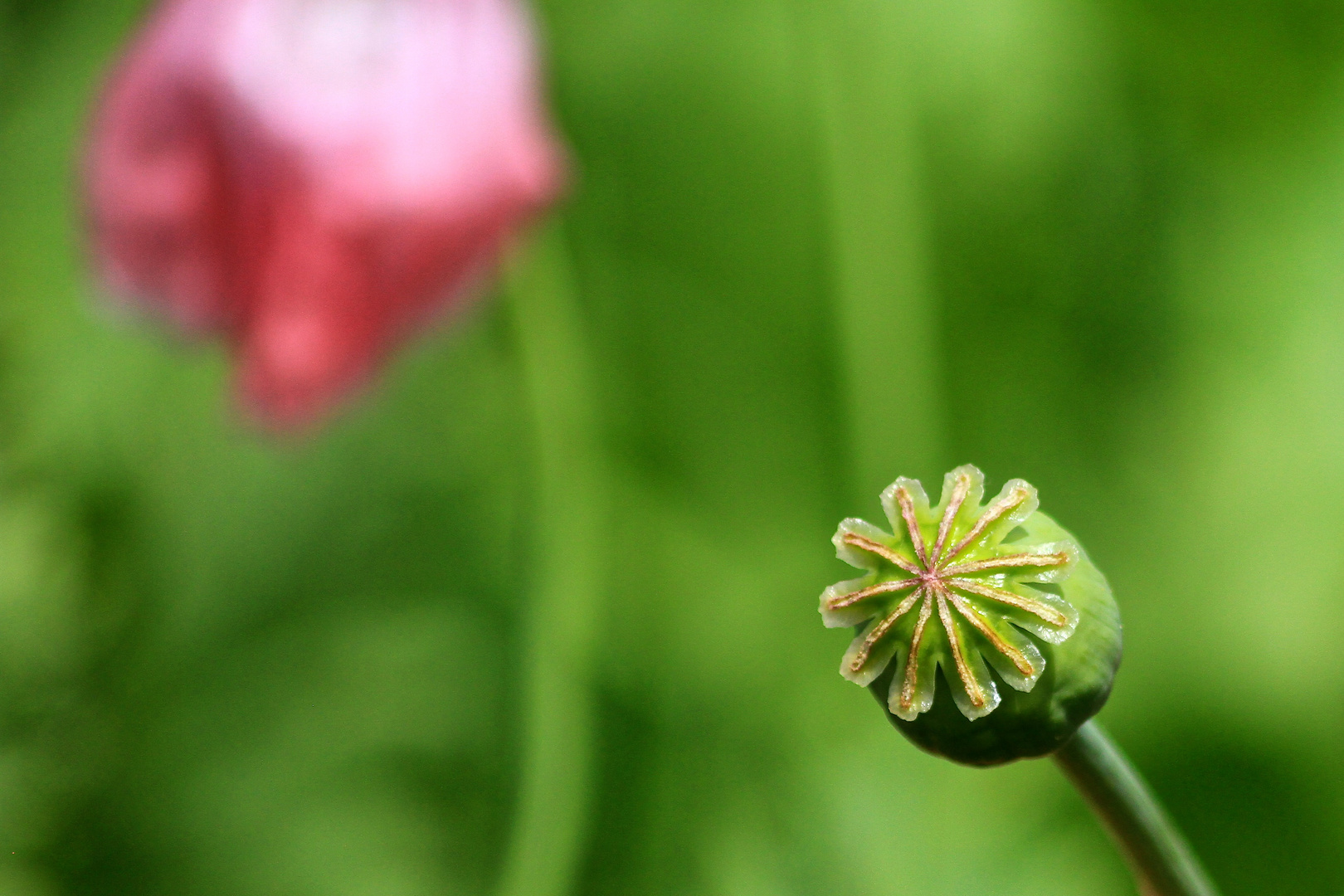 Nach der Blüte