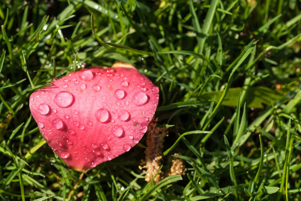 Nach der Blüte